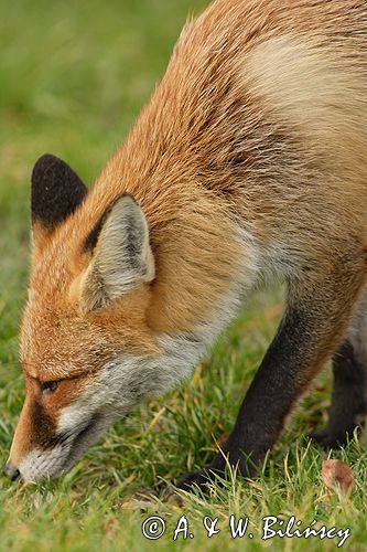 lis vulpes vulpes