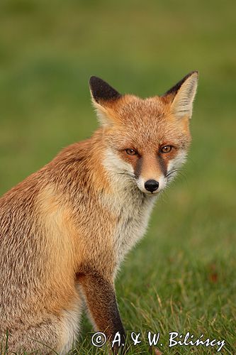 lis vulpes vulpes