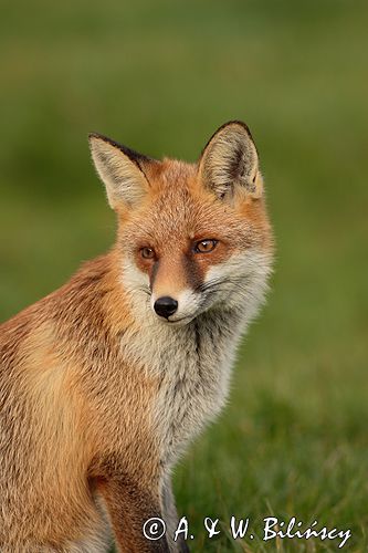 lis vulpes vulpes