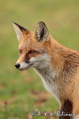 lis vulpes vulpes