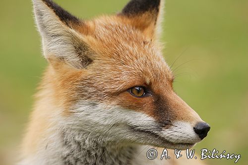 lis vulpes vulpes