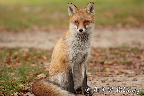 lis vulpes vulpes