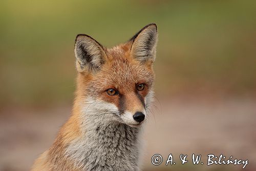 lis vulpes vulpes