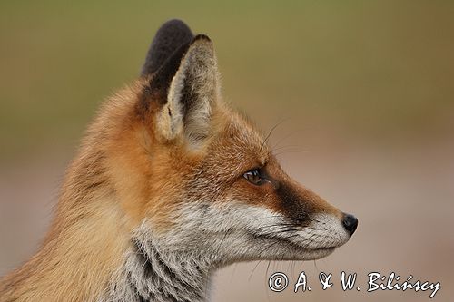 lis vulpes vulpes