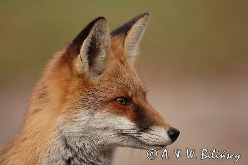 lis vulpes vulpes