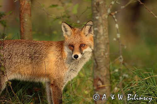 lis vulpes vulpes