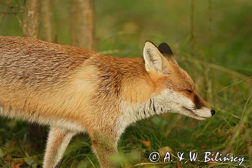 lis vulpes vulpes