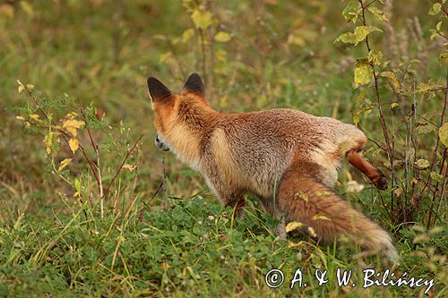 lis vulpes vulpes