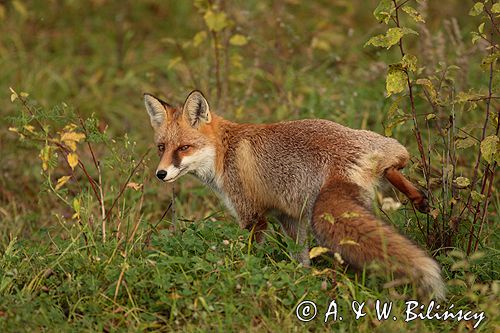 lis vulpes vulpes