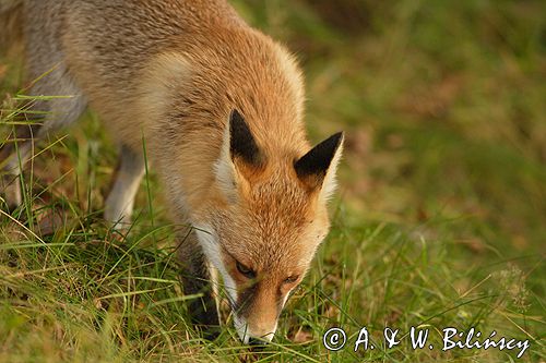 lis vulpes vulpes