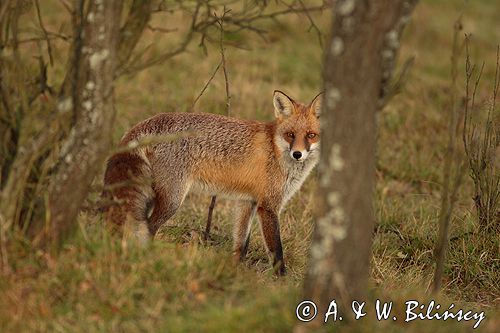 lis vulpes vulpes