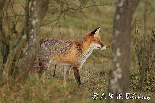 lis vulpes vulpes