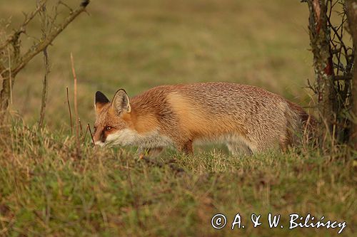 lis vulpes vulpes