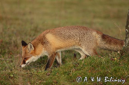 lis vulpes vulpes