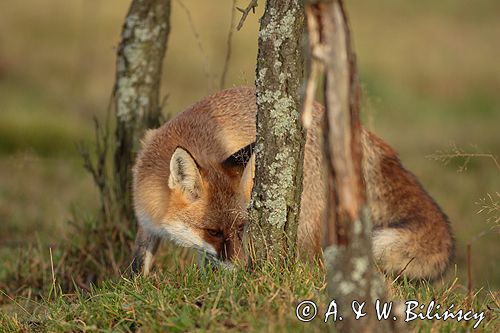 lis vulpes vulpes