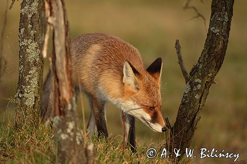 lis vulpes vulpes