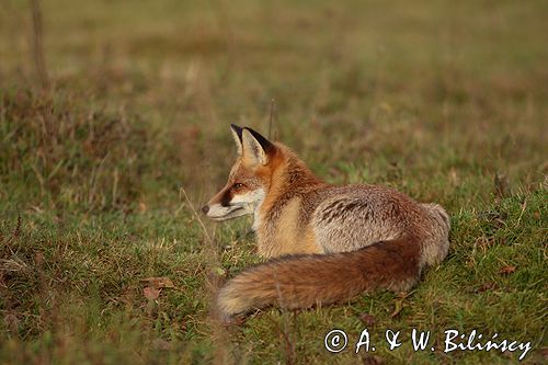 lis vulpes vulpes