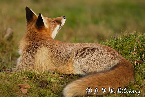 lis vulpes vulpes