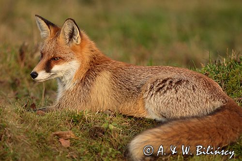 lis vulpes vulpes