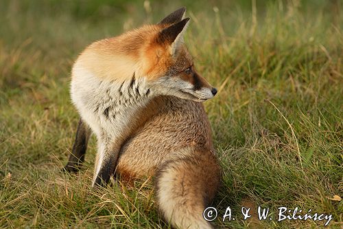 lis vulpes vulpes