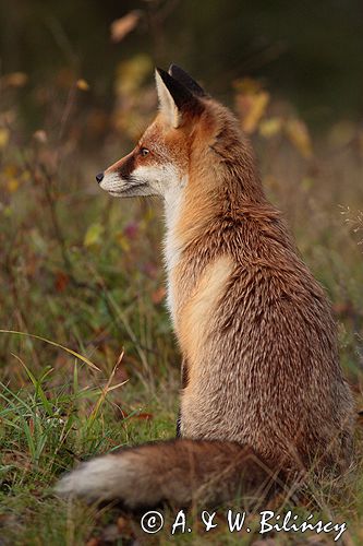 lis vulpes vulpes