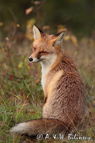 lis vulpes vulpes