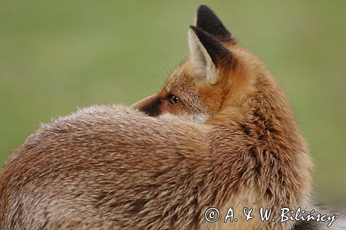 lis vulpes vulpes