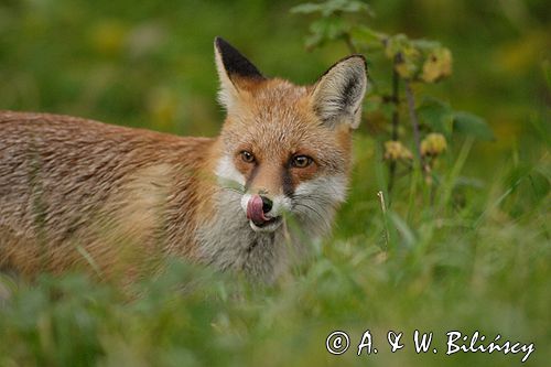 lis vulpes vulpes