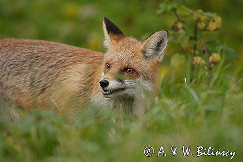 lis vulpes vulpes