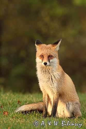 lis vulpes vulpes