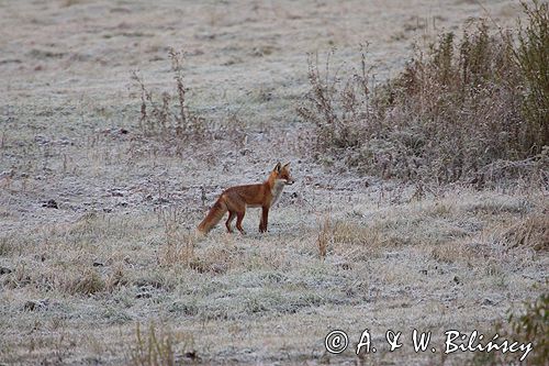 lis vulpes vulpes