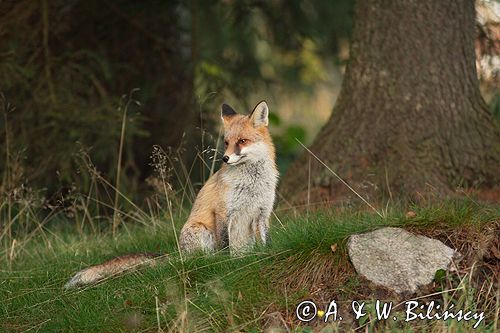 lis vulpes vulpes