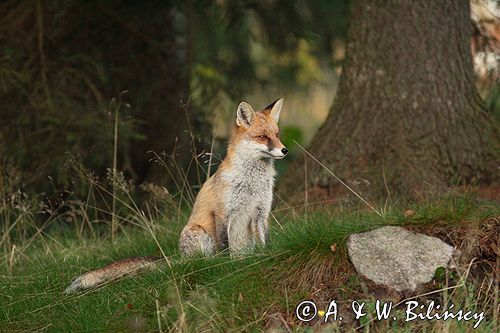 lis vulpes vulpes