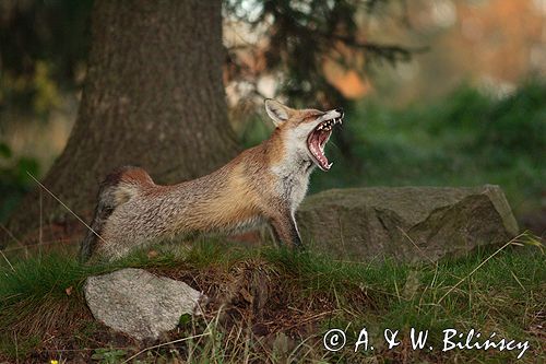 lis vulpes vulpes