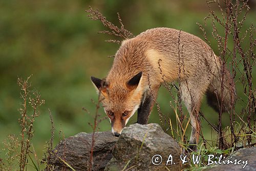 lis vulpes vulpes