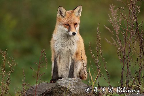 lis vulpes vulpes