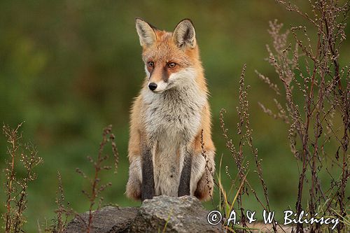 lis vulpes vulpes