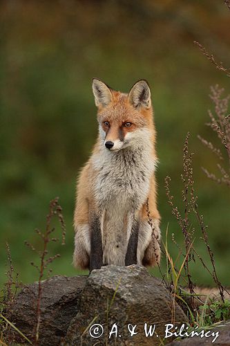 lis vulpes vulpes