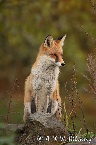 lis vulpes vulpes