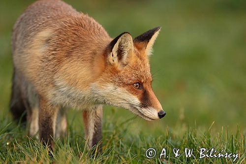 lis vulpes vulpes