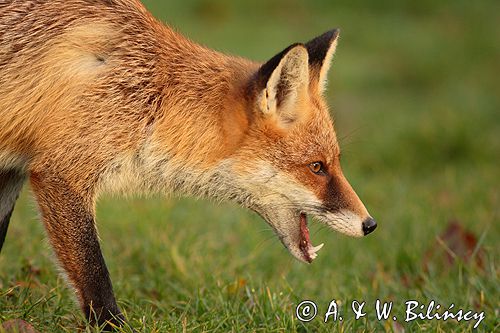 lis vulpes vulpes