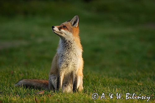 lis vulpes vulpes