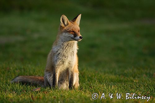 lis vulpes vulpes