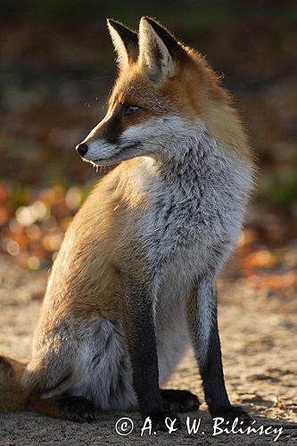 lis vulpes vulpes