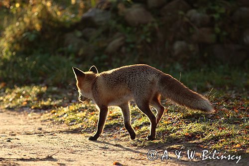 lis vulpes vulpes