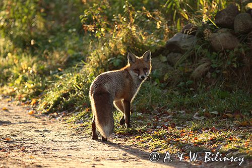 lis vulpes vulpes