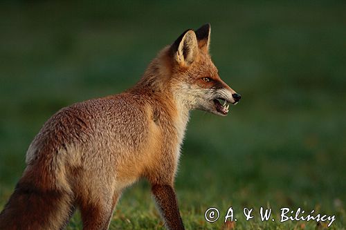 lis vulpes vulpes