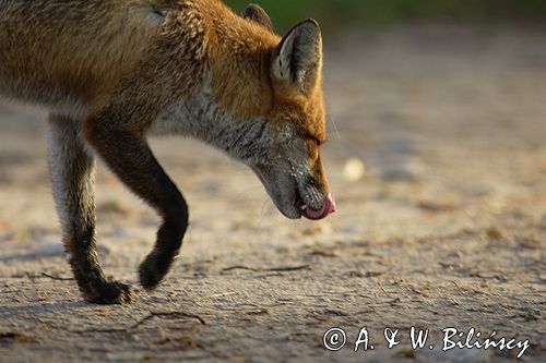 lis vulpes vulpes