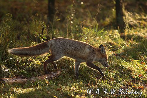 lis vulpes vulpes