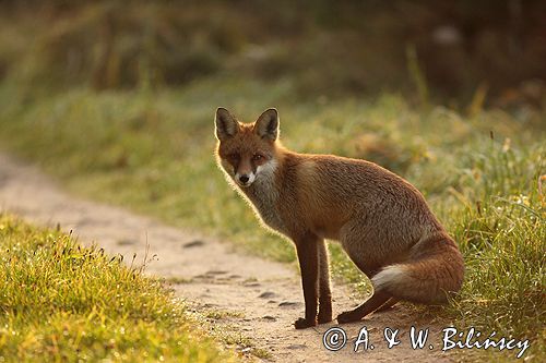 lis vulpes vulpes